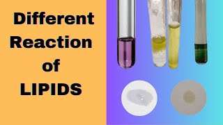 Different Reactions of Lipids  Halogenation test Biochemistry practical exam [upl. by Cynthla]