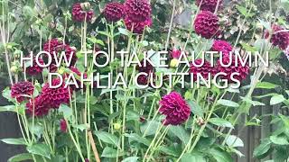 How to Take Autumn Dahlia Cuttings Taking Dahlia Cuttings Plant Propagation [upl. by Bore]