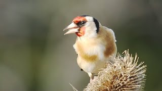 THE SOUNDS OF GOLDFINCHES – Their Songs and Calls [upl. by Luebke]