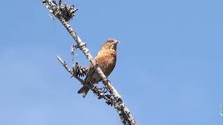 Mountain Moment Red Crossbills [upl. by Benedict291]