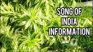 Song of IndiaDracaena reflexa Information  Made By Plant Care with Sahar [upl. by Ahsemrac26]