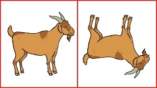 Why Do Goats Faint EXPLAINED [upl. by Quirita135]