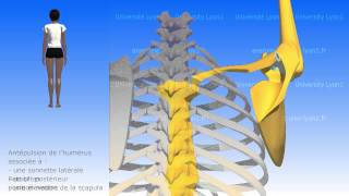 Lépaule les mouvements de la scapula [upl. by Ehpotsirhc]