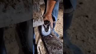 Horse hoof cleaning 2horse animals hooftrimming hoopscartoon groming horsessatisfying [upl. by Aid]