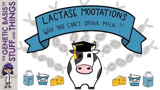 Lactase MOOtations – why people with lactose intolerance can’t drink milk [upl. by Callie]