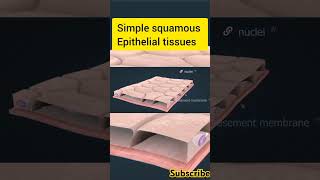 Simple Squamous Epithelial Tissues humananatomy [upl. by Lipman]