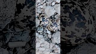 Can you see eggs of Redwattled lapwing হটটিটি পাখির ডিম nature viralvideoシ viralpost2024 [upl. by Lillywhite]