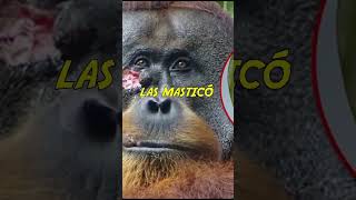 Orangután se cura una herida por si mismo con planta medicinal  Rakus shorts animals naturaleza [upl. by Einram]