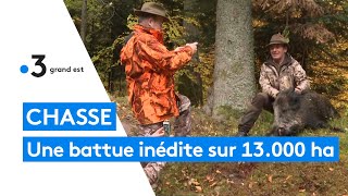 HautRhin  250 chasseurs mobilisés pour une battue aux sangliers hors norme [upl. by Yenffad]