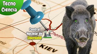 La PARADOJA del JABALÍ Radiactivo de Chernóbil Los Animales Mutantes por Radiación y sus Lecciones [upl. by Elimac216]