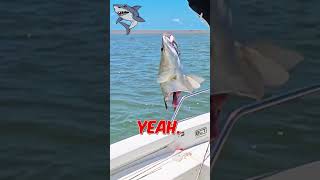 Shark Attack fishing barramundi fishingtownsville barramundifishing [upl. by Alejoa339]