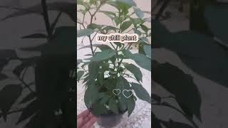 Should I let my chilli plant flowersgardenplants [upl. by Bartley]