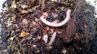 Thai Rainbow Millipedes set up enclosures  care [upl. by Llebasi]