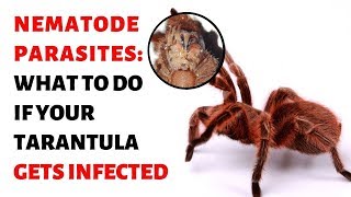 Nematode Parasites What To Do If Your Tarantula Gets Infected [upl. by Hadlee]