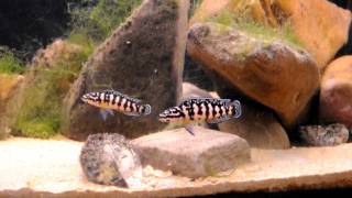 Julidochromis sp gombe [upl. by Silletram318]