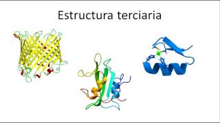 Bioquímica  Estructura primaria secundaria terciaria y cuaternaria de las proteínas [upl. by Aili856]