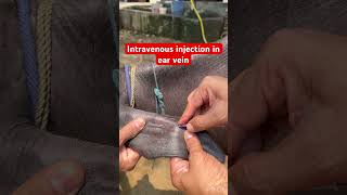 Intravenous injection in ear vein l dr Umar khan [upl. by Meriel99]