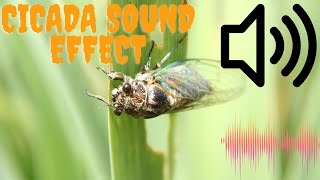 Cicada sound effect4 Kinds of Cicada SoundNature cicada soundCicada soundsNature sounds [upl. by Rexanne]