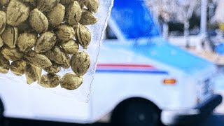 Is it Legal to Ship Cannabis Seeds in the United States [upl. by Sinclare]