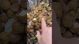 Surprising facts about mushrooms mushroomsurprisingfactsfungifungusamanitaoystermushrooms [upl. by Nap911]