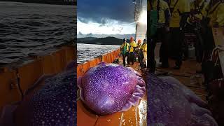 Giant Sea Monsters Caught by Fishermen 🐙🎣GiantSeaCreatures FishingDiscoveries OceanMysteries [upl. by Gad]