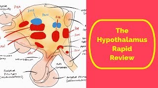 The Hypothalamus Rapid Review [upl. by Alrak202]