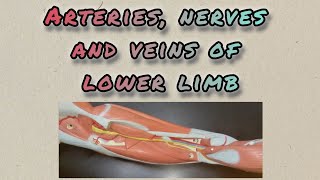 ARTERIES NERVES AND VEINS OF LOWER LIMBAnatomy anatomy humananatomy selflessmedicose humanbody [upl. by Ettolrahc712]