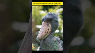 shoebill stork can even digest a crocodile [upl. by Leirrad]