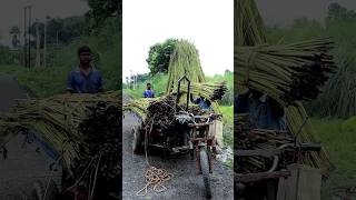 Amazing Farmers Bringing Harvested Jute Plants shorts [upl. by Art550]