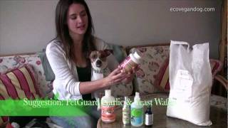 Natural Flea Control and Treatment For Dogs [upl. by Lartnom785]