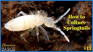 Easy Way to Get Lots of Springtails  Culturing Springtails  Bioactive Basics 15 [upl. by Freudberg]