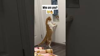 Who are you 🐈😳🤩 [upl. by Chema]