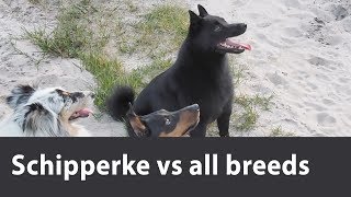 Schipperke is playing vs different breeds weve met Maximum collection of fun [upl. by Adolf]