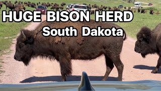 MASSIVE BISON HERDS  SOUTH DAKOTA  CUSTER STATE PARK  AMERICAN BUFFALO  4K [upl. by Troyes]