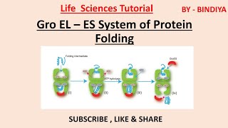 Mechanism of Chaperone Assisted Folding  Gro ES  EL System [upl. by Benzel]