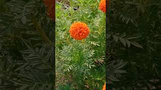 Tagetes erecta  Asteraceae [upl. by Kenley]