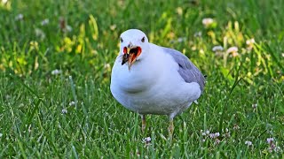 Larus delawarensis RINGBILLED GULL feast on cicadas 9088763 [upl. by Myrvyn288]