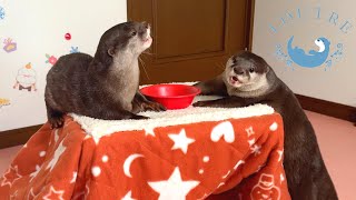 Otters Eating At The Table Are The Cutest [upl. by Mayman]