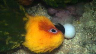 Sunday Conures Egg Ready To Hatch [upl. by Morette192]