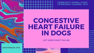 Veterinarian Explains Congestive Heart Failure In Dogs LeftSided Heart Failure Jose Feneque DVM [upl. by Cyd]