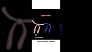 How chromosomes cross over  chromosome dna shorts [upl. by Nyloc]