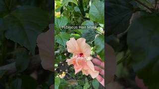 Hibiscus hair mask  hibiscushairmask hibiscushairpack hibiscus aloevera aloeverahairmask [upl. by Ecnerewal]