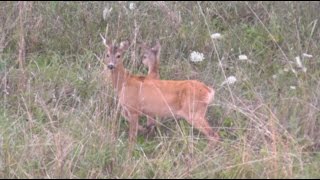 Pirschjagd auf Rehwild  Stalking roe deer Part 1 [upl. by Yerocal]