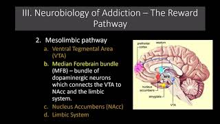 Lecture 11 The Neurobiology of Addiction The Reward Pathway [upl. by Enahpets831]