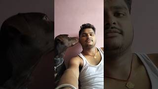 Ajibo Garib Chij minivlog dailyminivlog doglover petlover labrador blacklabrador piku shorts [upl. by Pietra]