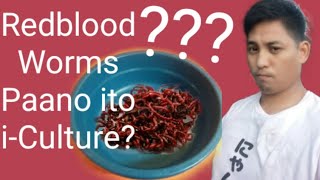 Red blood Worms Paano ito iculture fishfood redbloodworms [upl. by Schnurr45]