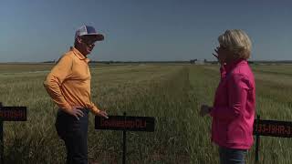 Lahoma Field Day 2024 Wheat Variety Development [upl. by Assilrac540]