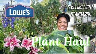 Perennial flower plant haul  Lowes  hydrangea  Welcome Home with Adrianne Michelle [upl. by Oiziruam]