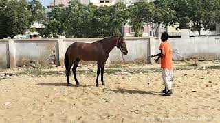 Horse Exercise  Horse jumping horseride horseriding horseracing horsefeeding [upl. by Sheffield344]