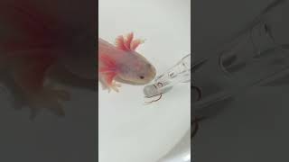 Axolotl Eating BLACKWORMS in 002 Seconds don’t blink [upl. by Niliak]